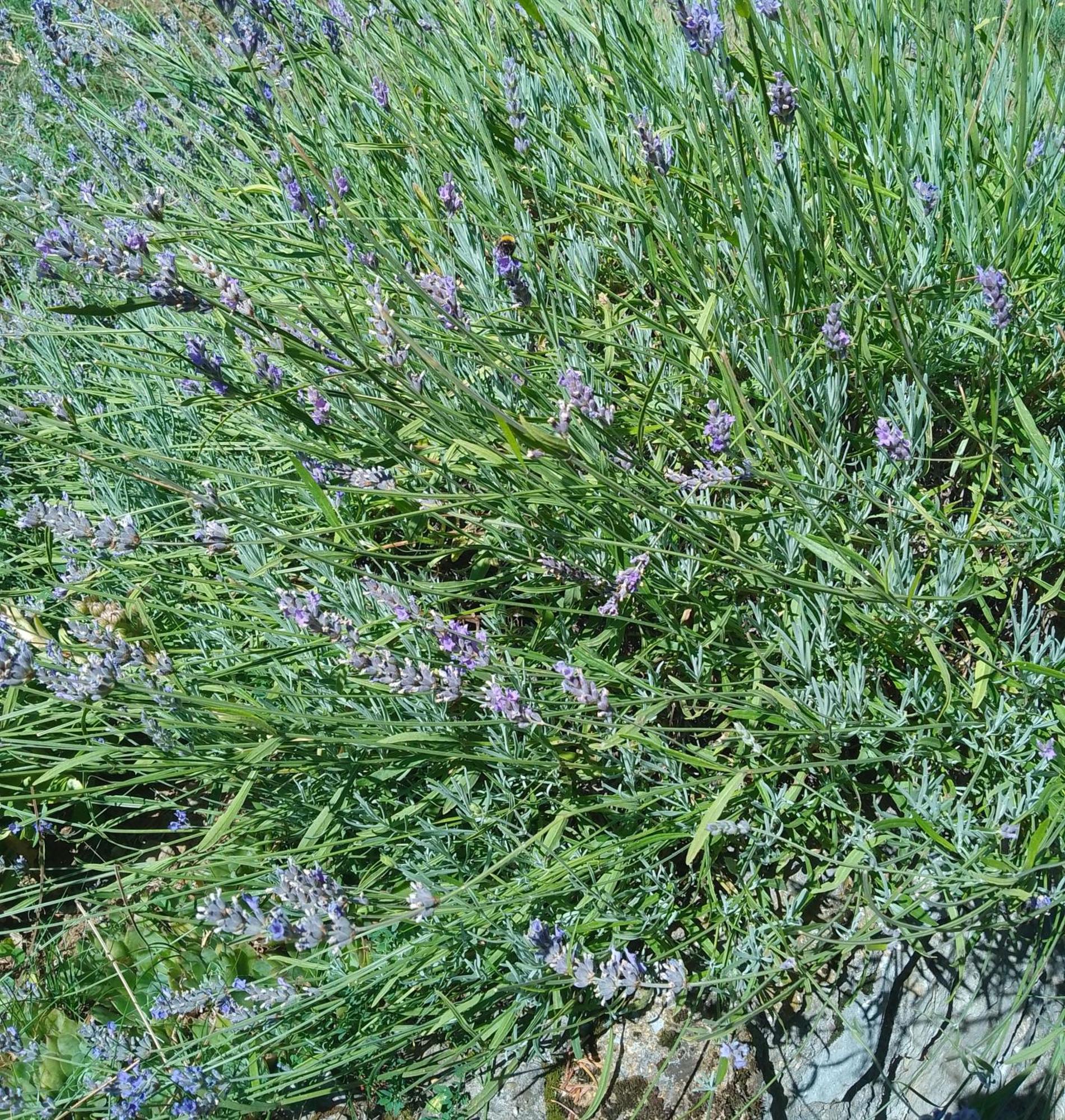 Apartmani Planinska Kuca, Jagodnja Krupanj Exteriör bild